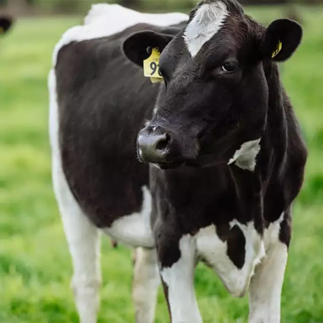 From Farm to Table: How Fonterra Optimizes With Conga&nbsp;
